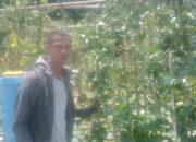 Petani Milenial Sabinus Sera: Jangan Pernah Malu Bertani, Jika Ditekuni Bisa Jadi Inspirasi