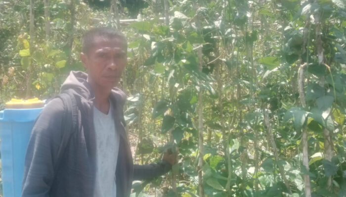 Petani Milenial Sabinus Sera: Jangan Pernah Malu Bertani, Jika Ditekuni Bisa Jadi Inspirasi