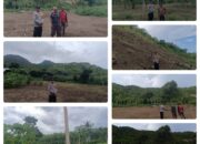 Dikawal Polisi, Program Jagung di Borong Capai 110 Hektar, Plt Kapolsek: “Kami Optimistis Rampung Sebelum Natal”