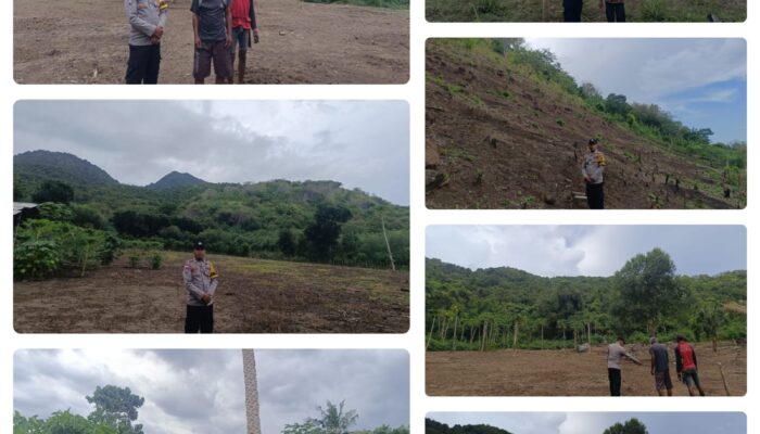 Dikawal Polisi, Program Jagung di Borong Capai 110 Hektar, Plt Kapolsek: “Kami Optimistis Rampung Sebelum Natal”