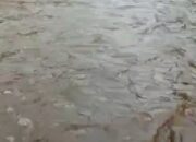 Jalan Lapen Kisol–Padang Terendam Banjir Saat Hujan, Warga Desak Pemerintah Segera Bangun Drainase