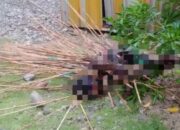 Tertancap Puluhan Panah di Sekujur Tubuh, Seorang Warga Kwamki Narama Tewas