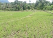 Dikerjakan CV Gracia, Proyek Irigasi Rp1,5 Miliar Lolos PHO, Masalah Jalan Terus: Sawah Warga Justru Kekeringan.