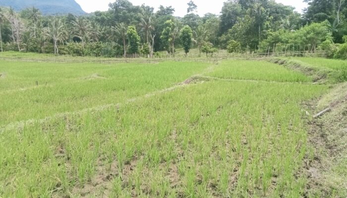 Dikerjakan CV Gracia, Proyek Irigasi Rp1,5 Miliar Lolos PHO, Masalah Jalan Terus: Sawah Warga Justru Kekeringan.